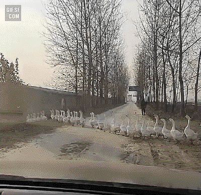 1090285460_kIcSUrsm_1732931725.gif