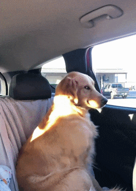 1090285778_L6QJF3rf_1733794697.gif