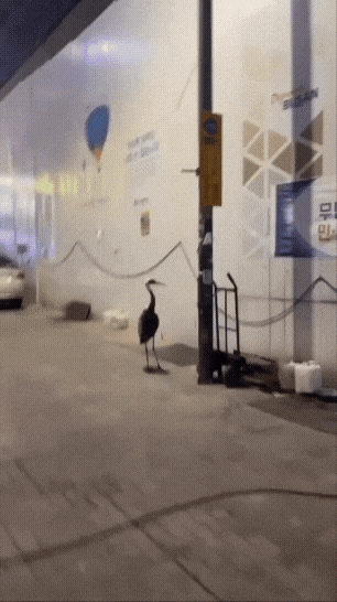 1090285788_btHRWmUa_1727064043.gif