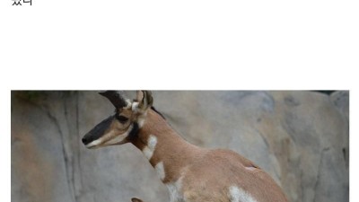 낙타의 펠라.jpg