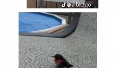 깜찍한 벌새 실물 크기