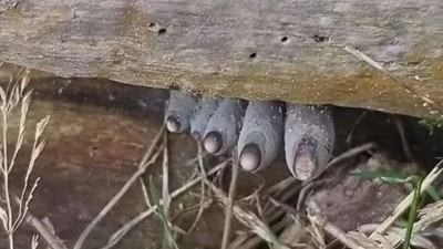 시체의 손과 발을 닮은 버섯
