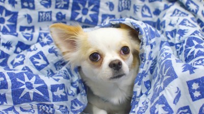 소형견들이 바들바들 떠는 이유