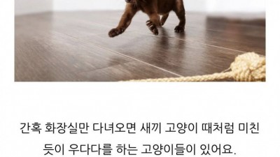 다 큰 고양이가 화장실 다녀와서 우다다 하는 이유