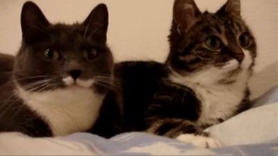 유튜브 조회수 1억인 대화하는 두 고양이 영상