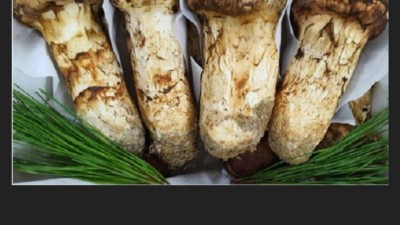 폭염으로 ㅈ되버린 자연산 송이 버섯 시장