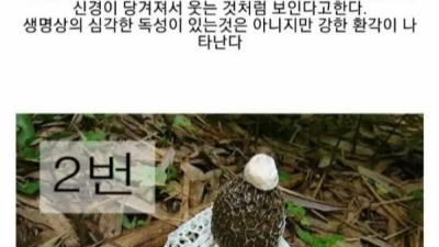 식용버섯 vs 독버섯 테스트