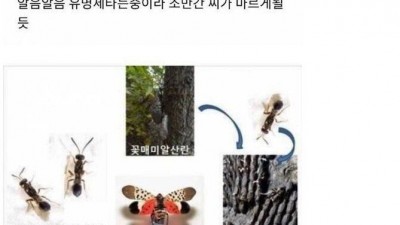 한국에 침범했던 외래종들 근황