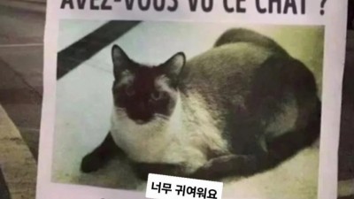 이 고양이를 보신 적이 있으십니까
