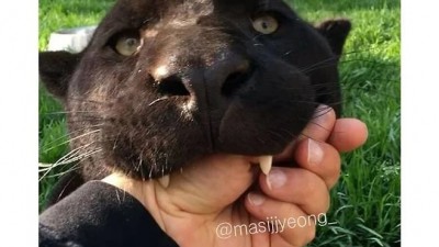 장난으로 무는 고양이 vs 진심 무는 고양이