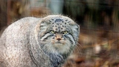 돼지같이 살찐 마눌