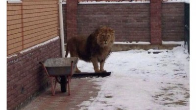 길냥이의 위엄 ㄷㄷㄷ