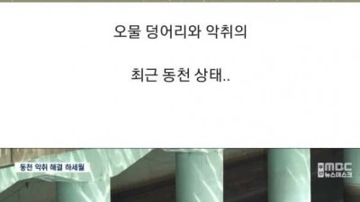 수질 정화에 실패한 부산의 갠지스강