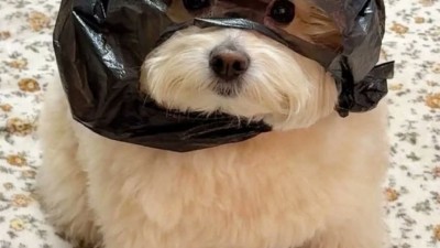 저는 강도입니다.