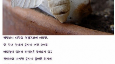 몰래 옆집누에나방 훔쳐보기