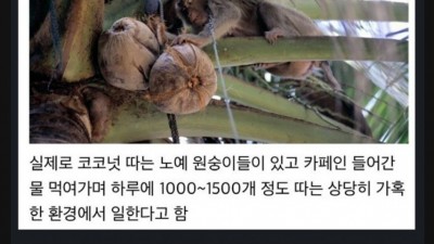 카페인 물 마시며 일하는 원숭이