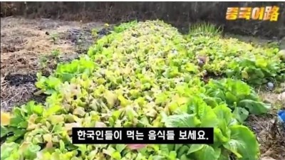 중국 국뽕 인터넷 방송인의 한국 왜곡 수준.jpg