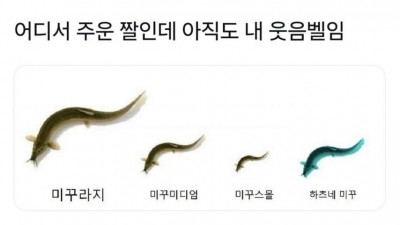 미꾸리지