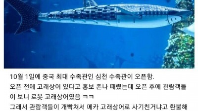이번달에 오픈한 중국 최대 수족관 고래상어ㅋㅋ