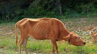 가축도 국적이 중요한 이유.
