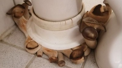 화장실에 난 버섯.jpg