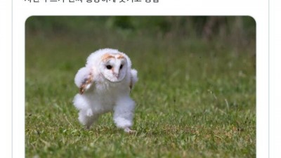 현재 일본에서 유행중인 올빼미 사진