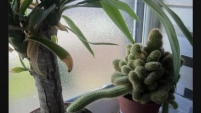 꼴린 선인장