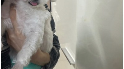 펌] 우리 강아지 못생김?