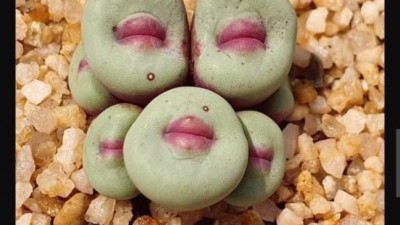 진짜 이상하게 생긴 식물.
