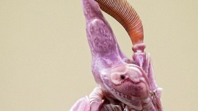 판타지물 보스같이 생긴 사마귀.JPGIF