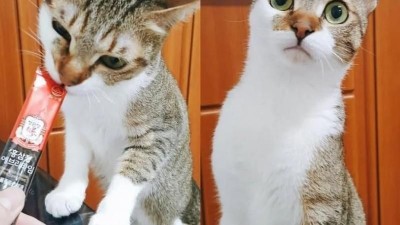 후끈 달아 오르는 츄르의 맛