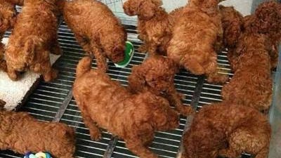   		  	    배고프시죠? 잘 튀겨져 맛있는 후라이드 치킨입니다.