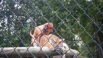 호랑이 겁탈하는 리트리버 ㄷㄷㄷ