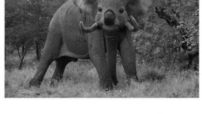 교배 성공한 희귀 동물