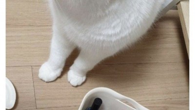 사촌 누나 서랍장 열어본 야붕이