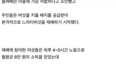 인도네시아 느타리버섯.