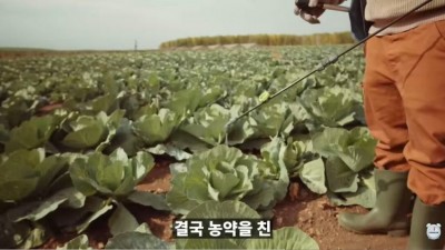 양배추 한 장씩 씻지 마세요.jpg