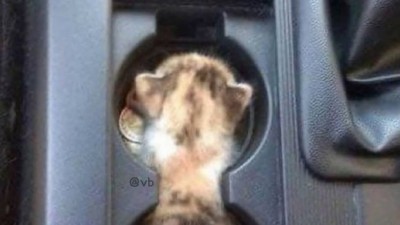 귀여운 고양이 틈새 본능