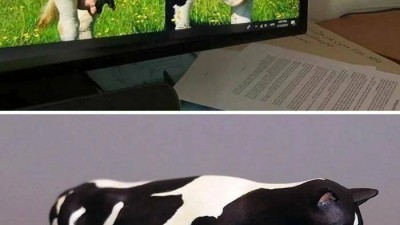 밈의 상품화...