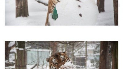 눈사람 부순 시키 CCTV에 딱걸림. 뒤졌으