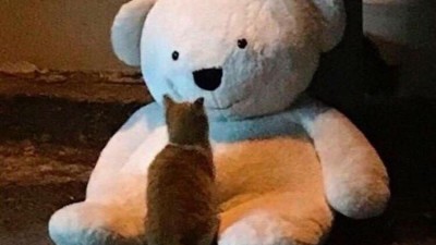 길고양이의 친구...