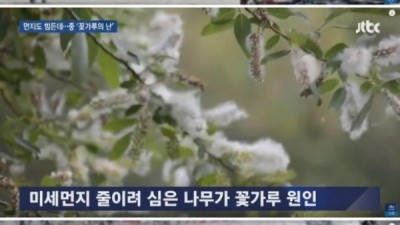중국 미세먼지 이은 꽃가루 축제