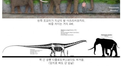 레전드 코끼리 크기