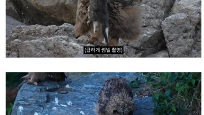 캣맘에게 테러 당했던 조류 유튜버 최근 근황