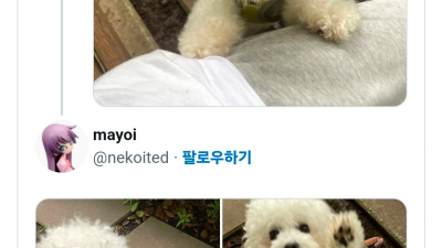 산책중에 돌발 이벤트가 터진 사람.jpg