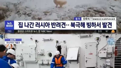 북극해 빙하에서 발견된 강아지