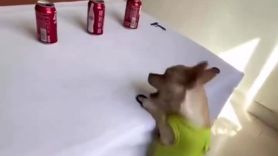 개를 훈련시킨 결과~~~~