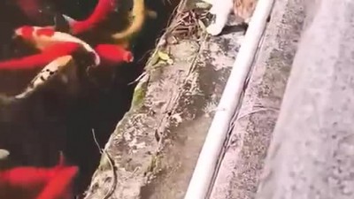 잉어 잡으려면 고양이의 수난.mp4