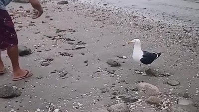 빵터진 갈매기ㅋㅋ