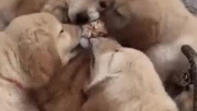 집단 개롭힘.gif